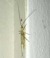 Oecanthus argentinus