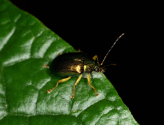 Colaspis laeta