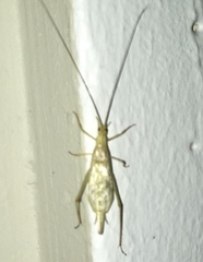 Oecanthus argentinus