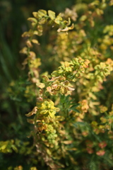 Aecidium euphorbiae