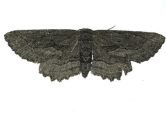 Aethaloida packardaria