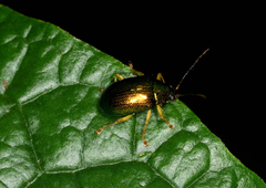 Colaspis laeta