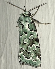 Bryolymnia viridata