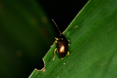 Colaspis laeta