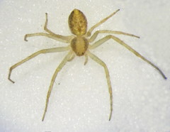 Philodromus albidus