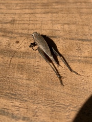 Gryllidae
