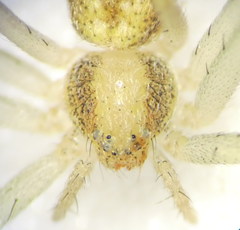 Philodromus albidus