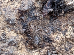 Orchesella villosa