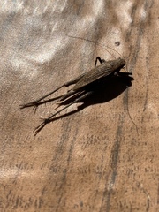Gryllidae