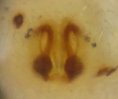 Philodromus albidus