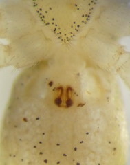 Philodromus albidus