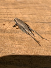 Gryllidae
