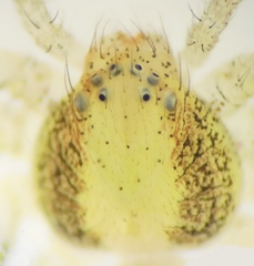 Philodromus albidus
