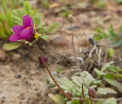 Diascia elongata