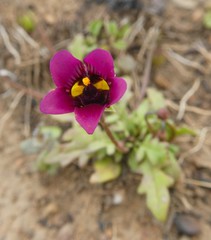 Diascia elongata