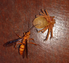 Tachypompilus vulpes