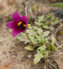 Diascia elongata