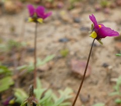 Diascia elongata