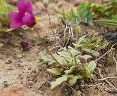 Diascia elongata