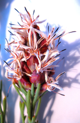 Paranomus esterhuyseniae