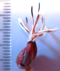 Paranomus esterhuyseniae