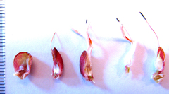 Paranomus esterhuyseniae