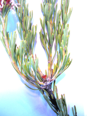 Paranomus esterhuyseniae