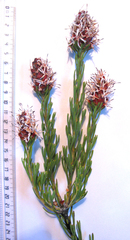 Paranomus esterhuyseniae