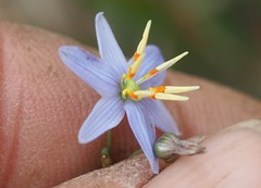Dianella rara