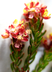 Passerina obtusifolia