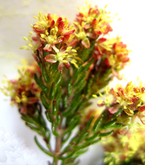 Passerina obtusifolia