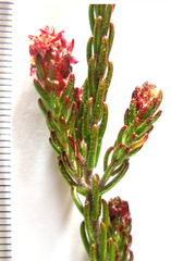Passerina obtusifolia