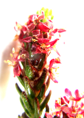 Passerina obtusifolia