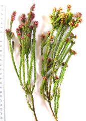 Passerina obtusifolia