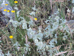 Marrubium incanum