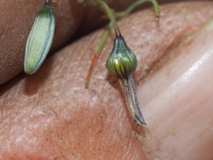 Dianella rara