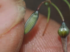 Dianella rara