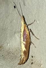 Ypsolopha dentiferella