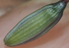 Dianella rara