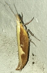 Ypsolopha dentiferella