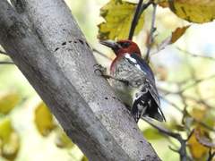 Sphyrapicus ruber ruber