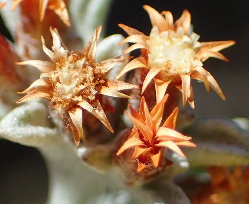 Image of Helichrysum tinctum by (c) Nicola van Berkel, some rights reserved (CC BY-SA)