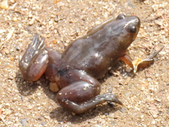 Xenopus