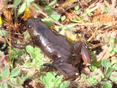 Xenopus