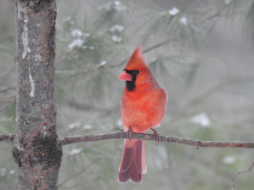 Northern Cardinal photographed in Maine