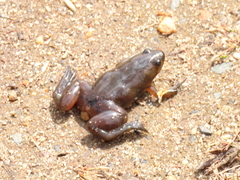 Xenopus