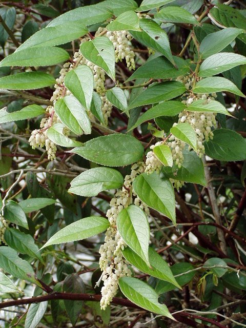 Leucothoe