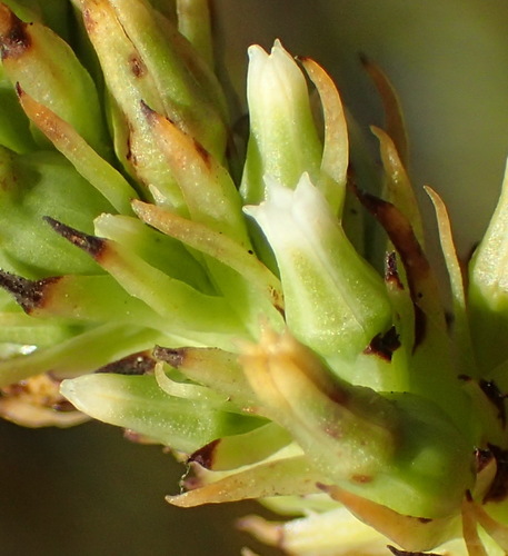 Image of Thesium aggregatum by (c) Nicola van Berkel, some rights reserved (CC BY-SA)