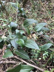 Pleurothallis phalangifera