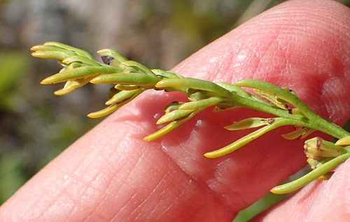 Image of Thesium fruticosum by (c) Nicola van Berkel, some rights reserved (CC BY-SA)
